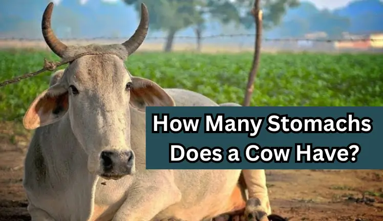 How Many Stomachs Does a Cow Have?