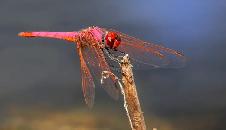What Do Dragonflies Eat
